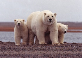 Polar bear female with young